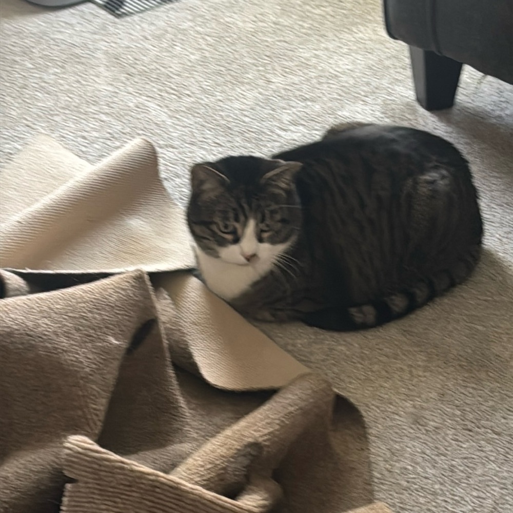 Meet your Posher, Samantha